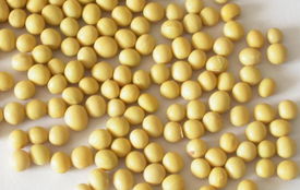 央視 轉(zhuǎn)基因食品安全性獲世界公認(rèn)