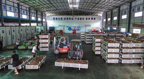 鉚足勁拼生產 從化荔枝加工量將突破2萬噸